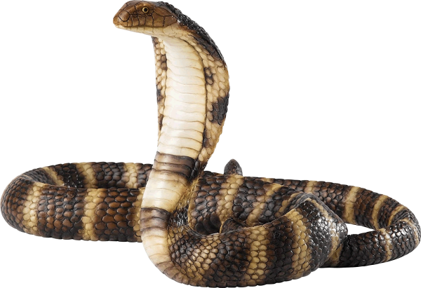 Змея Кобра гремучая