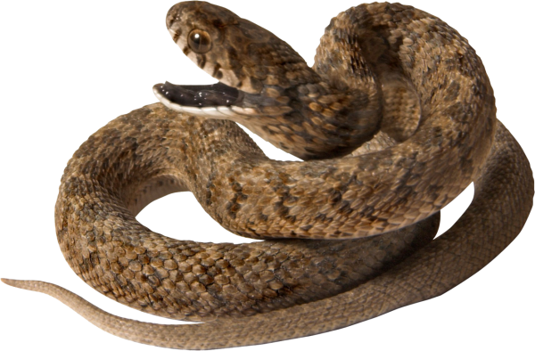 Уж на белом фоне