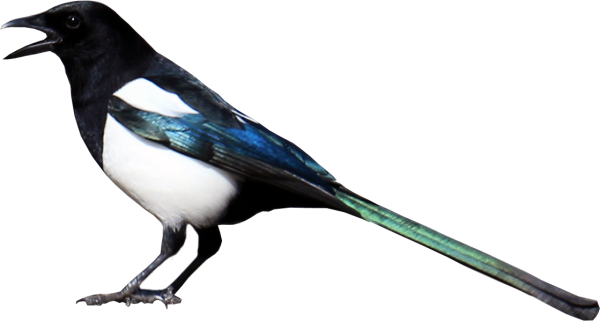 Сорока для детей