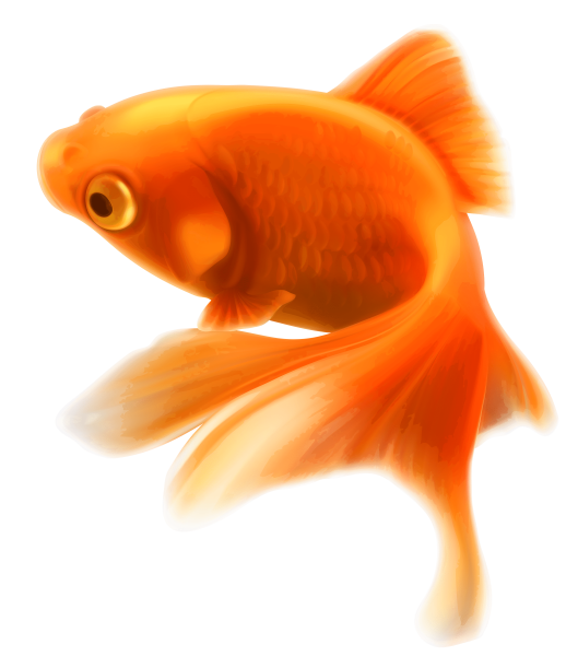 Золотая рыбка Карп