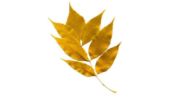 Листья золотые