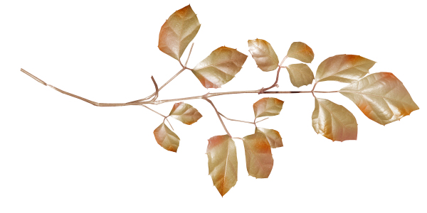 Золотая веточка