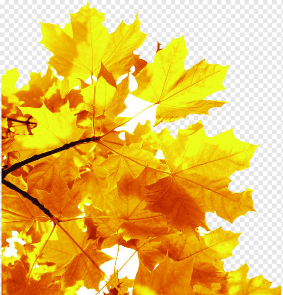 Золотой лист клена