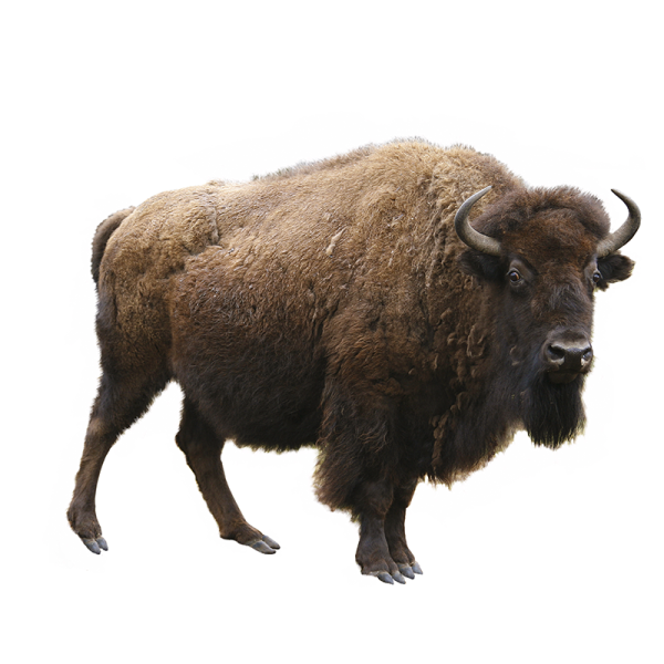 ЗУБР Европейский на белом фоне