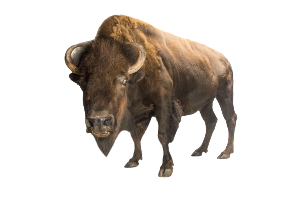 Бизон на белом фоне