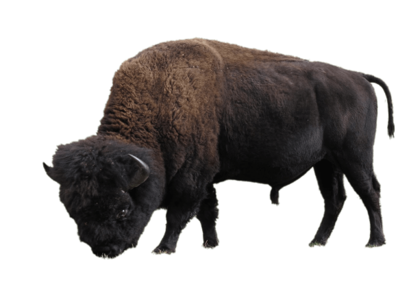 ЗУБР на белом фоне