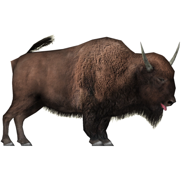 Бизон на белом фоне