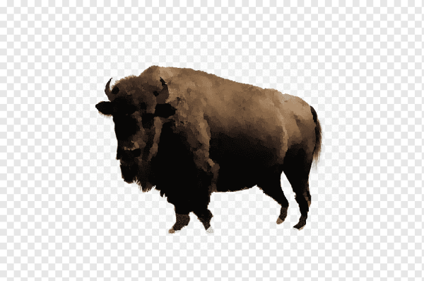 Бизон на прозрачном фоне