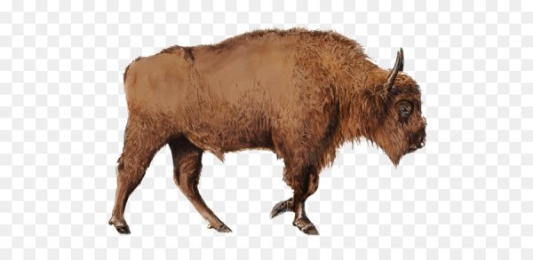 ЗУБР на прозрачном фоне