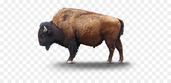 Бизон сбоку