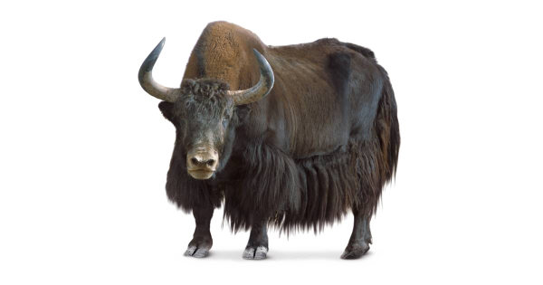 ЗУБР на белом фоне