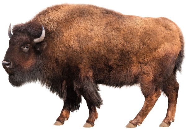 ЗУБР на прозрачном фоне