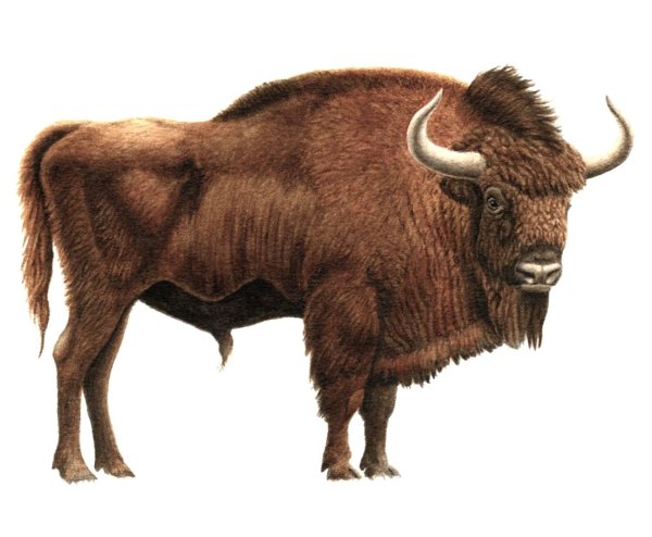 Bison Priscus