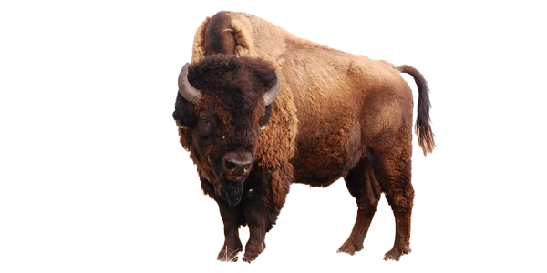 Бизон на белом фоне