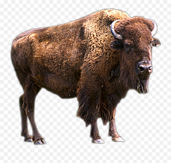 Бизон на белом фоне