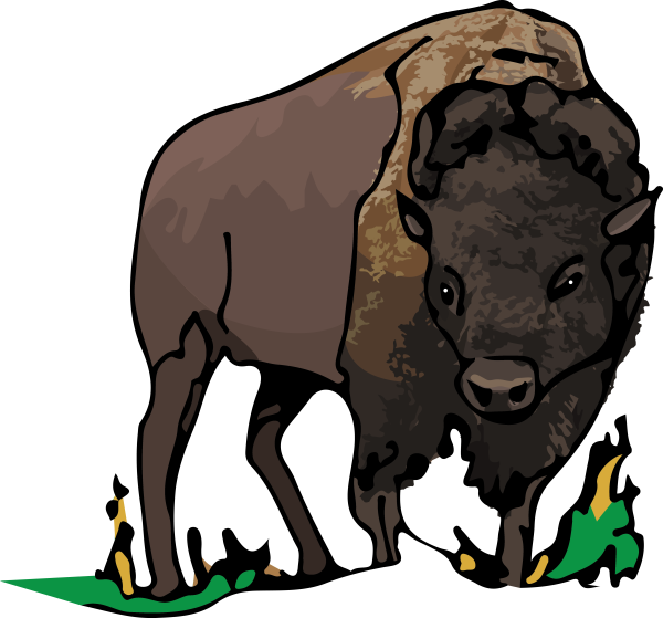 Бизон рогатый скот