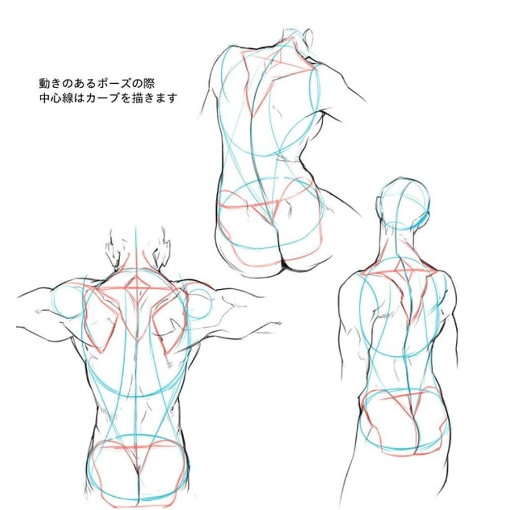Анатомия спины для рисования