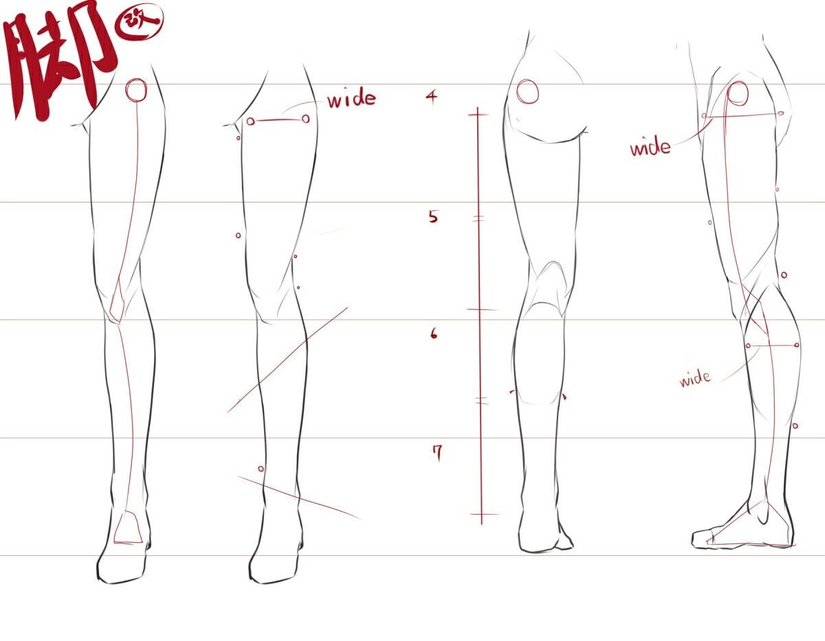 Анатомия женских ног для рисования