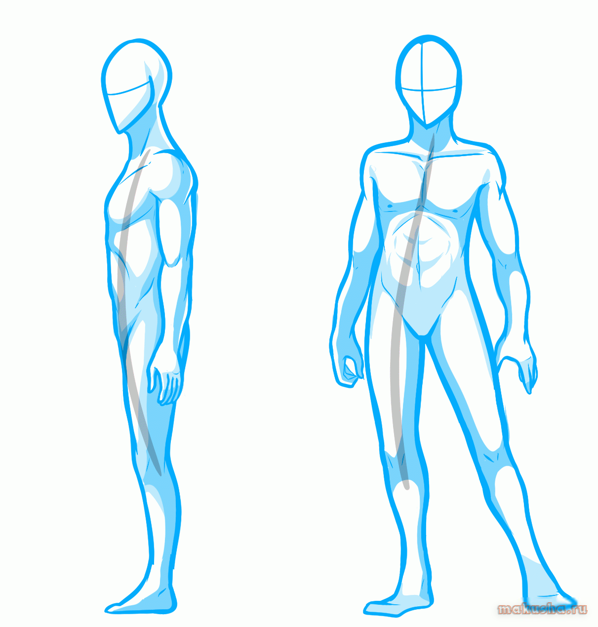 Туловище человека. Человек в полный рост референс анатомия. Тело рисунок. Нарисовать тело человека. Аниме тело.