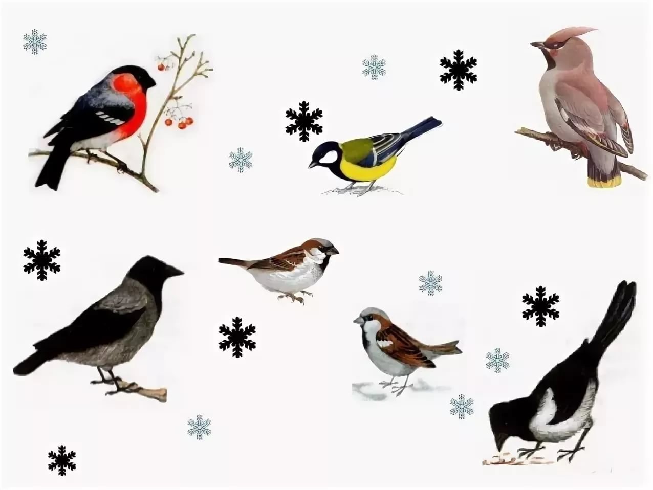 Изображения зимующих птиц для детей