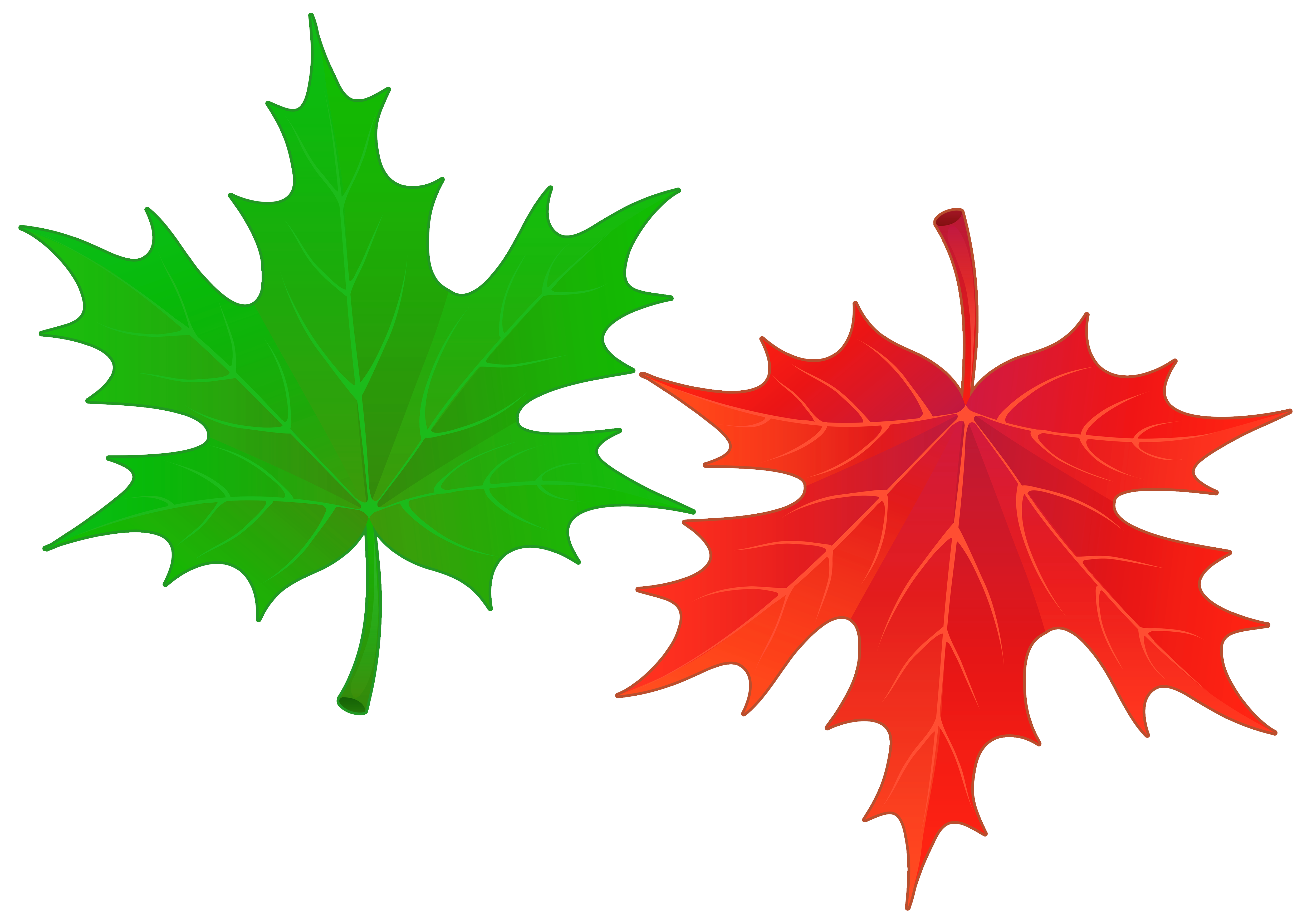 Кленовый лист. Разноцветные кленовые листья. Листики осенние. Цветной лист.