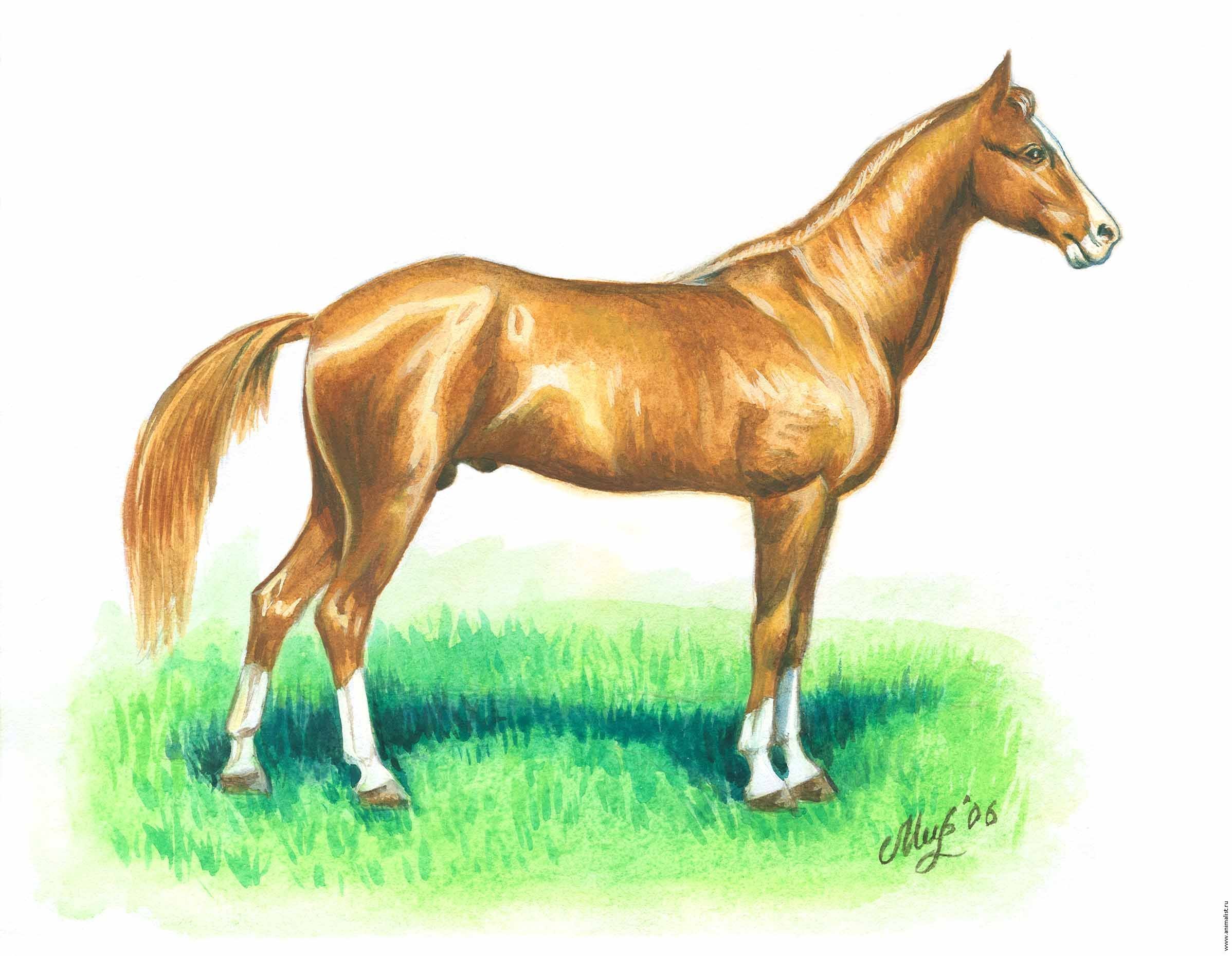Изображение лошади для детей