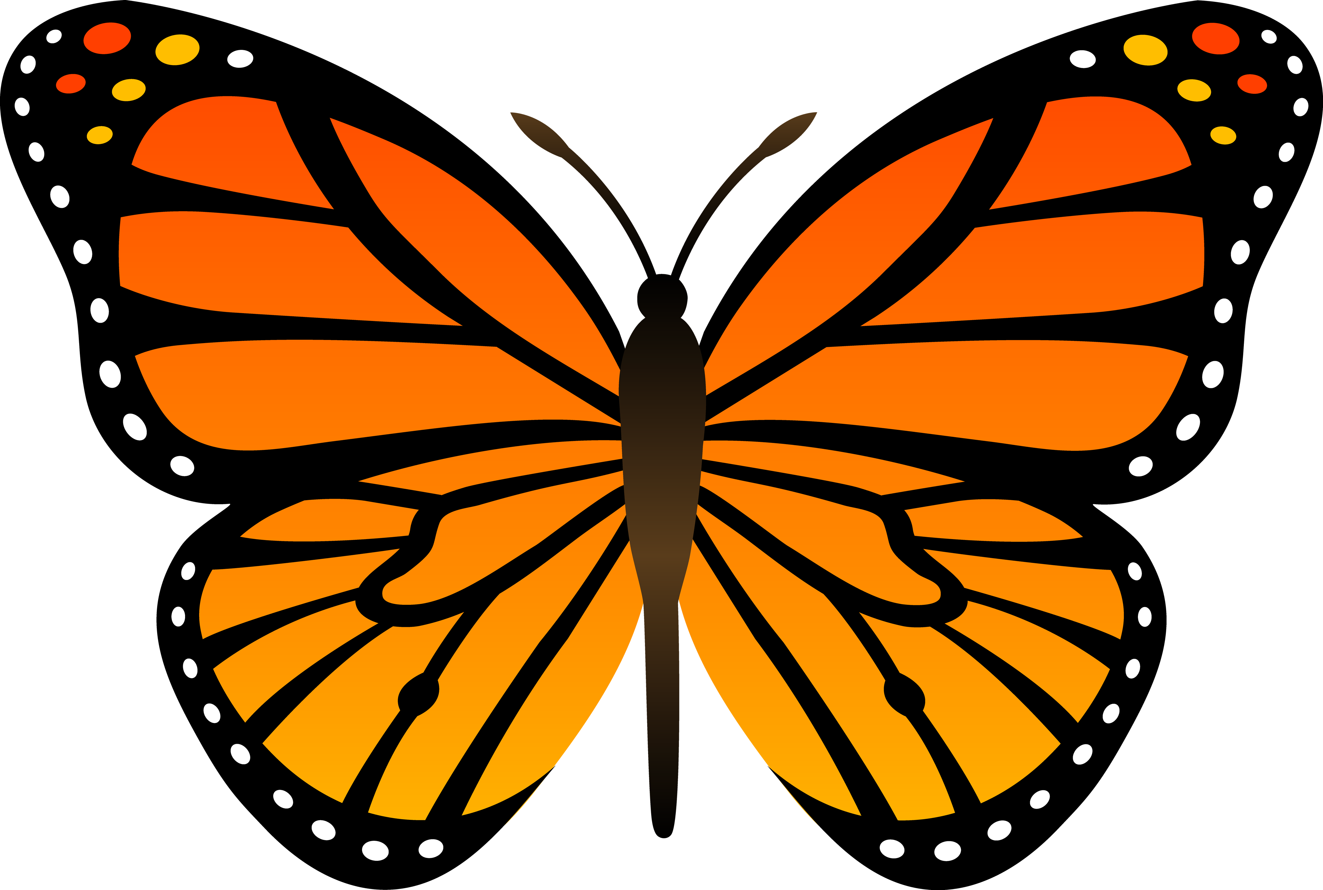 Бабочка скопировать. Монарх бабочка симметрия. Бабочка Монарх Баттерфляй. Бабочка Монарх оранжевый. Бабочка вектор.