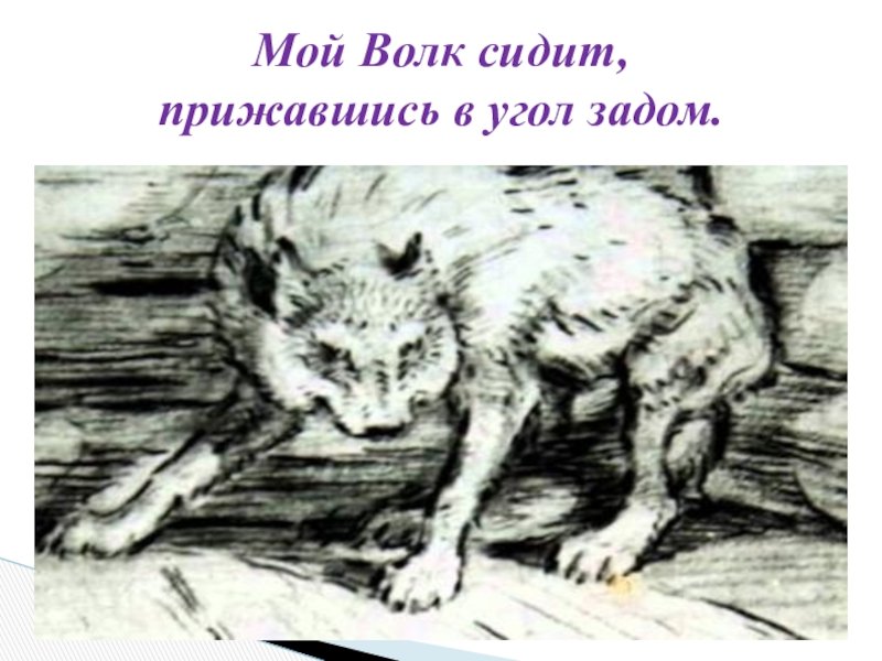 Волк на псарне какой волк. Волк на псарне. Волк на псарне иллюстрации. Иллюстрация к басне волк на псарне. Рисунок к басне Крылова волк на псарне.