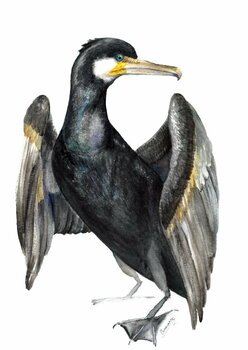 Баклан птица