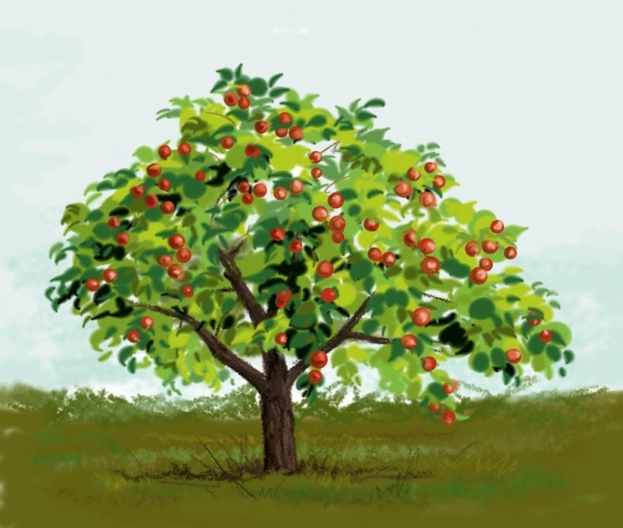 Как нарисовать плодовое дерево