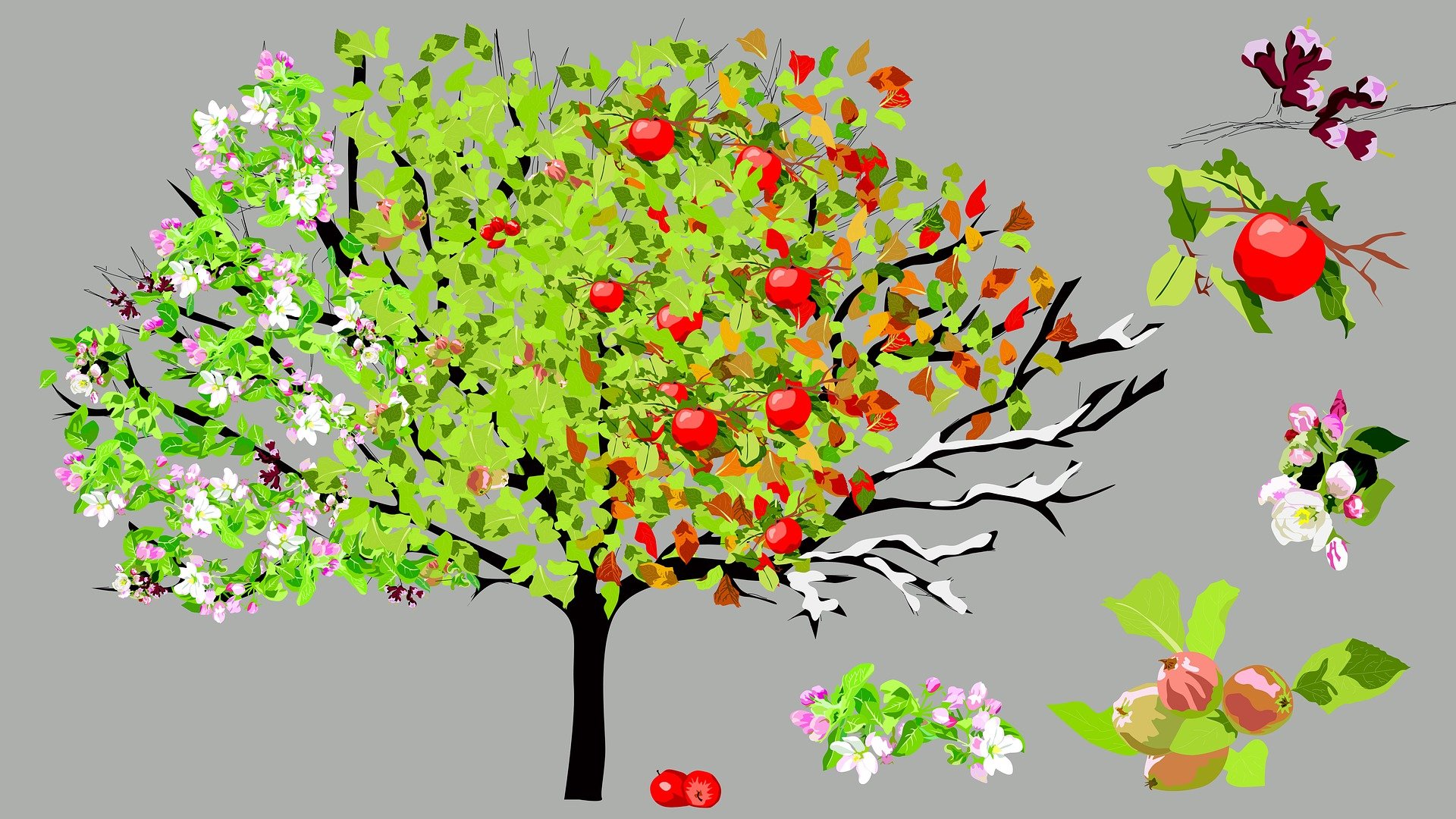 Цветки и плоды яблони