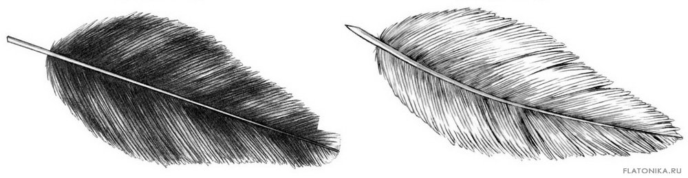 Как нарисовать перья у птицы