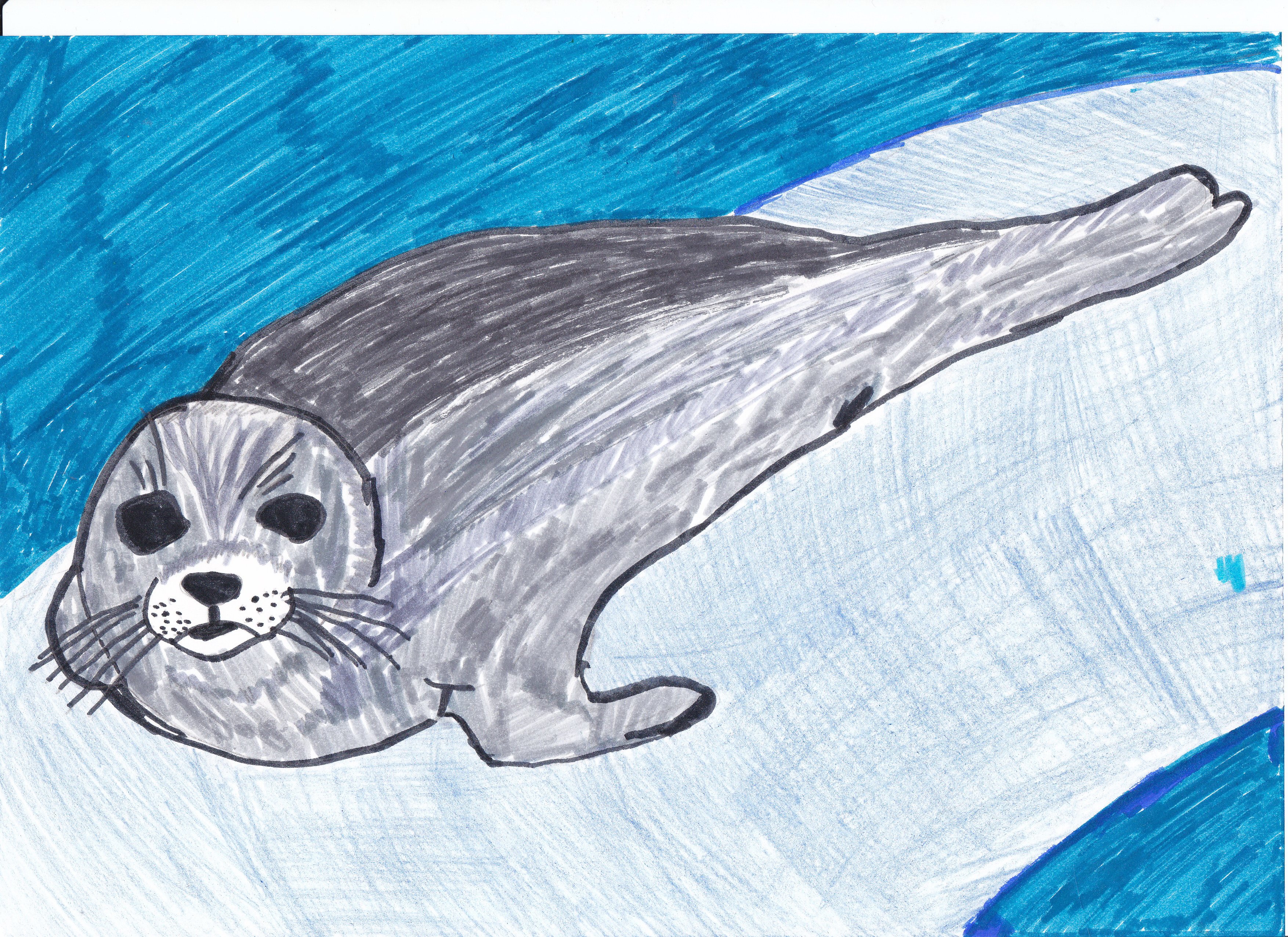 Рисование морской котик в подготовительной группе