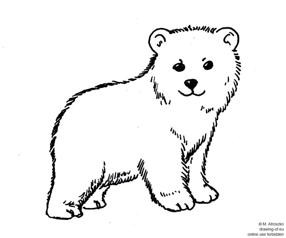 Белый Медвежонок раскраска для детей