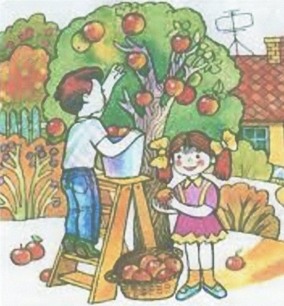 Картинка сад для детей. Сюжетная картина сад. Картина сбор урожая в саду. Сбор урожая для детей. Дети собирают урожай.
