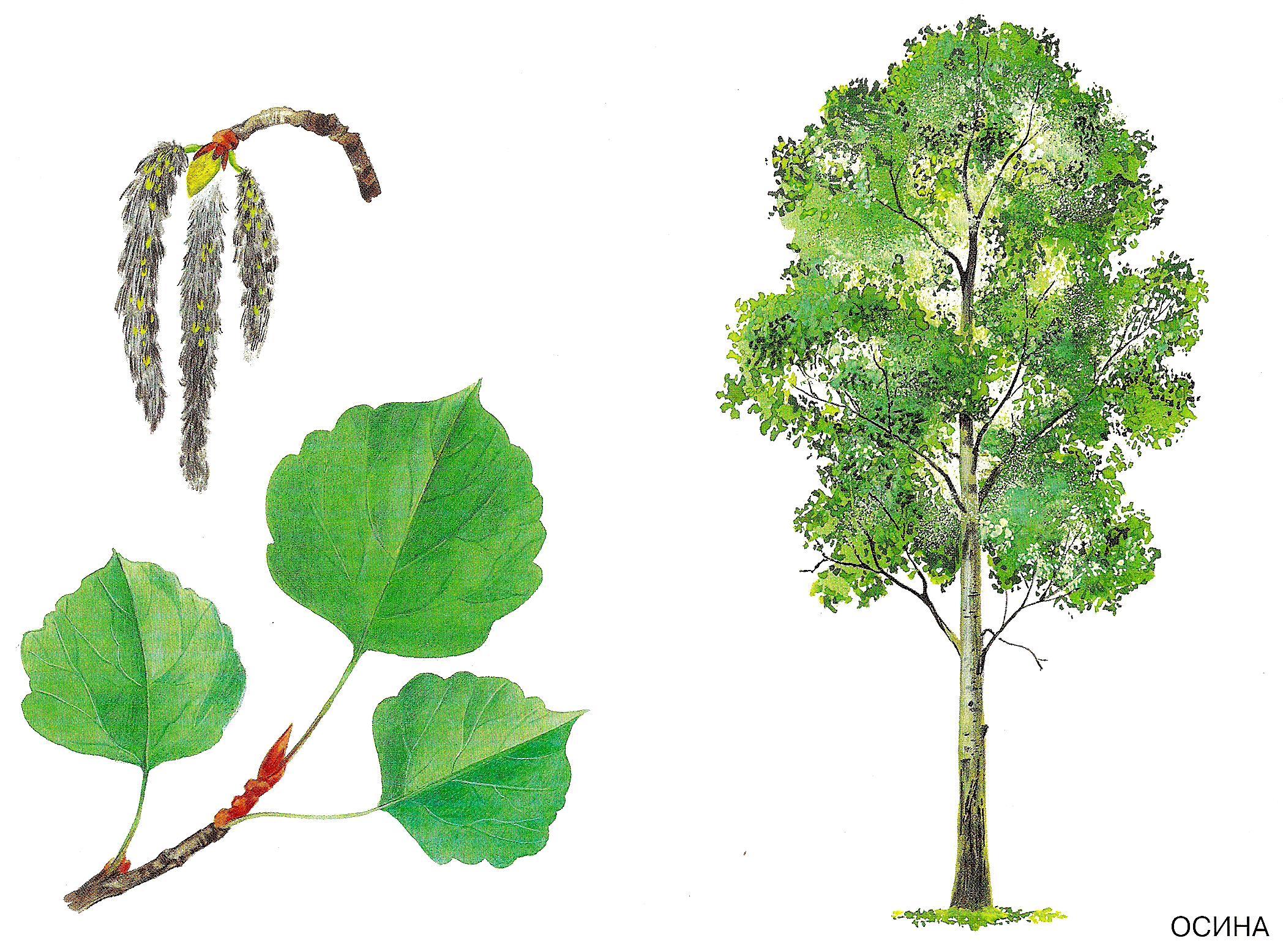 Осина лиственное растение