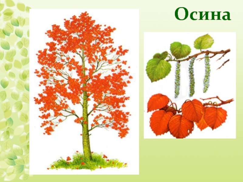 Осина картинка для детей