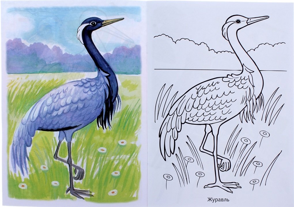 Перелетные птицы картинки для детей распечатать. Раскраска "перелетные птицы". Перелетные птицы раскраска для детей. Перелетные птицы рисунок. Перелетные птицы рисунок для детей.