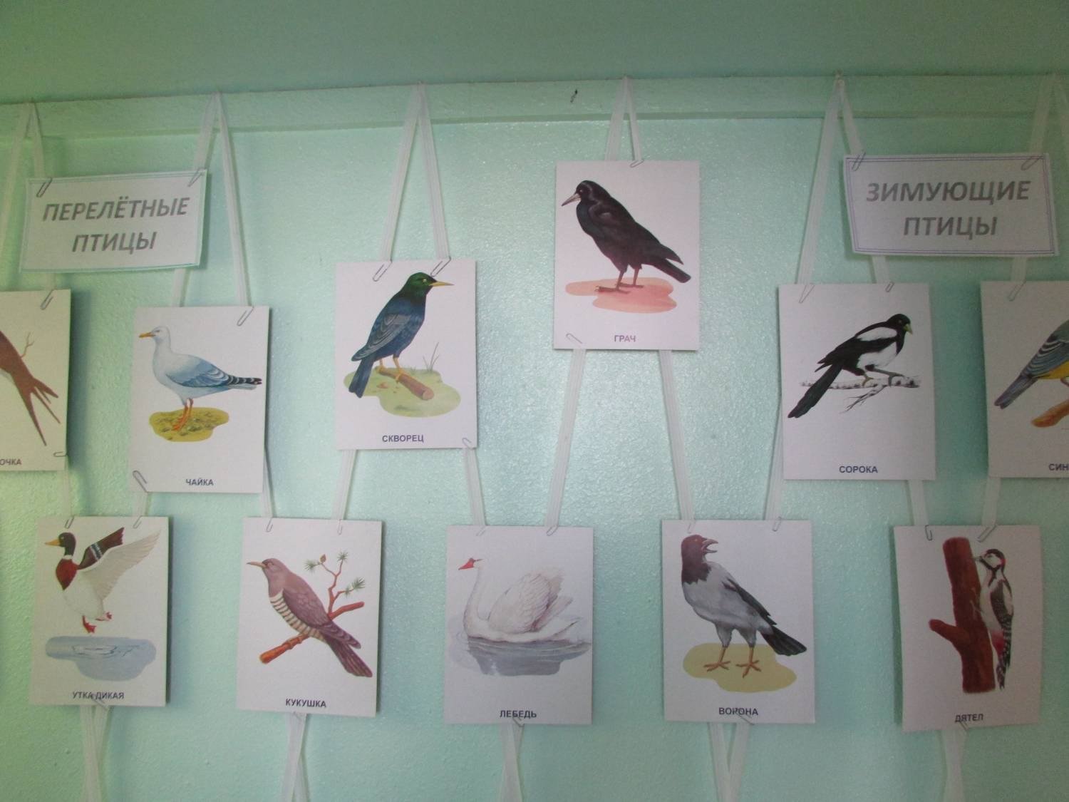 Перелетные птицы работы детей в детском саду