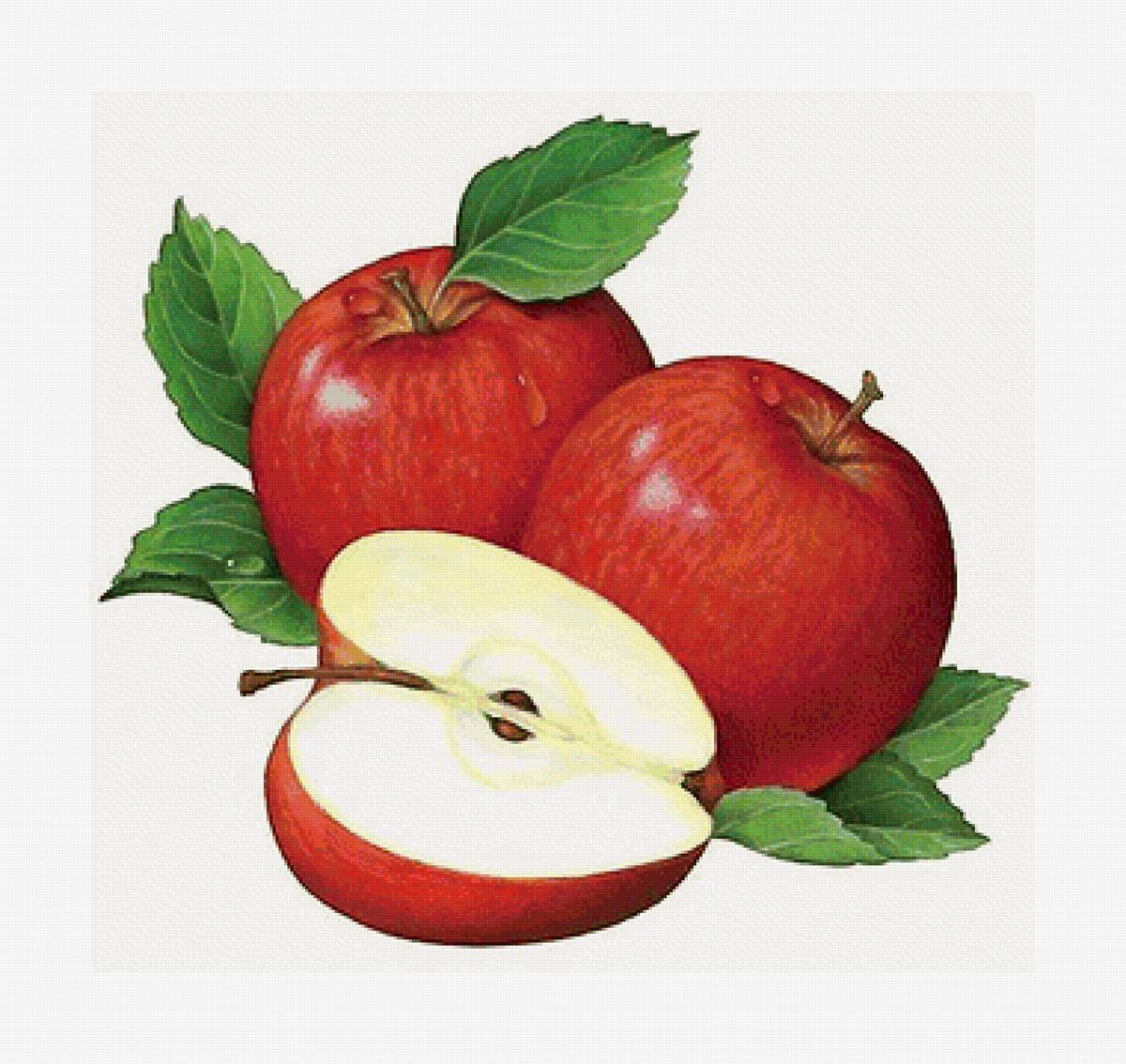 Яблоко иллюстрация