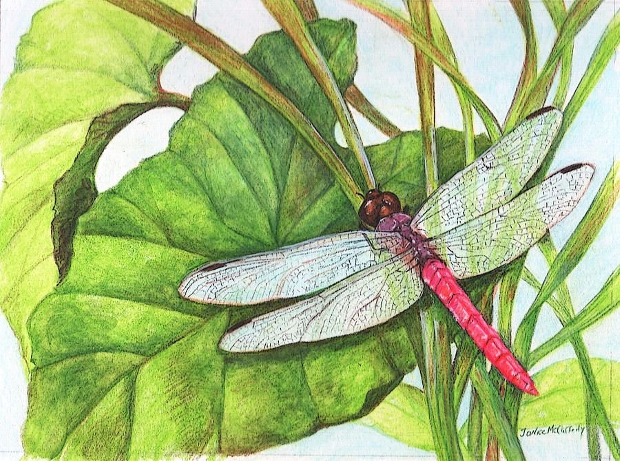 Рисунок стрекозы. Стрекоза для детей. Стрекоза рисунок. Стрекоза на листике. Рисование насекомых в природе.