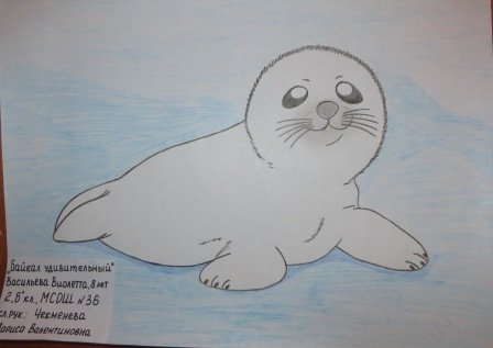 Рисование нерпы