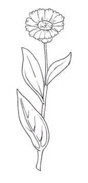 Календула картинка для детей