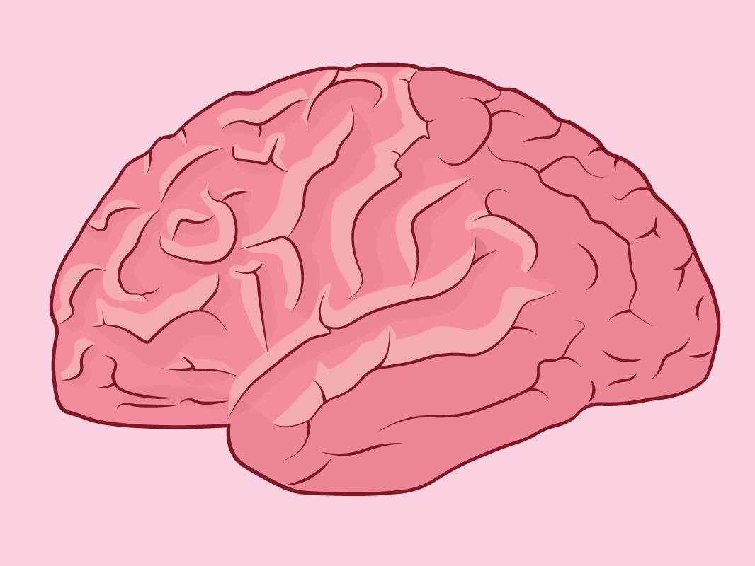 Мозги картинка. Мозг рисунок. Мозг мультяшный. Мозг нарисованный. Мозг рисовать.