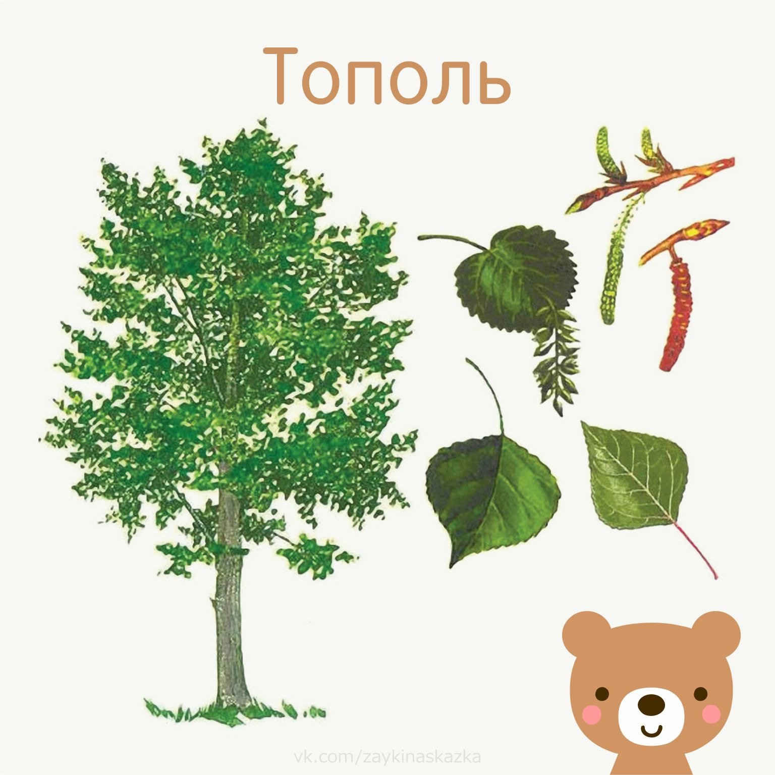 Листья деревьев с плодами Тополь