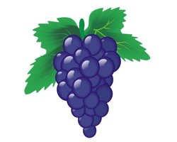 Виноград детский рисунок (54 фото)