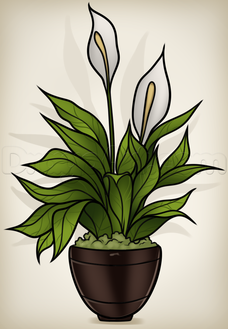 Рисование растениями. Кактус спатифиллум. Цветок в горшке для срисовки. Комнатные растения карандашом. Комнатное растение рисунок.