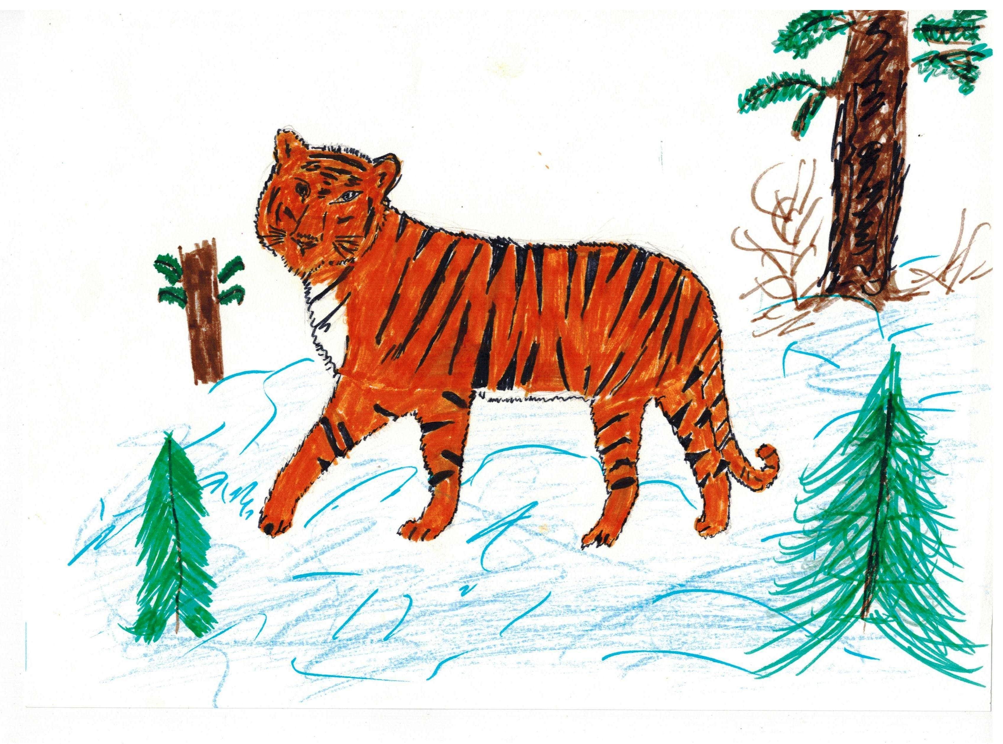 Рисунок Уссурийского тигра