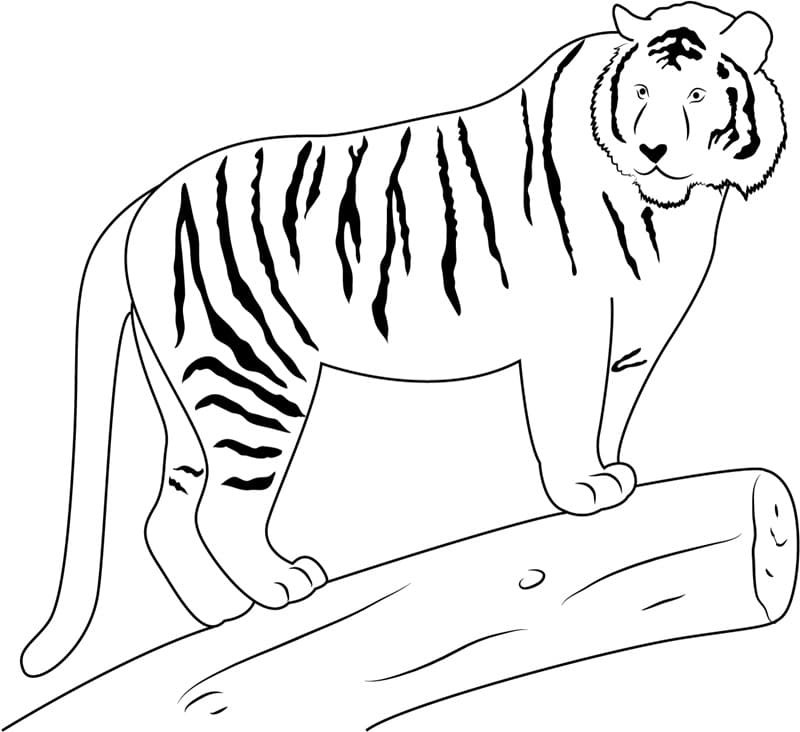 Детский рисунок тигра карандашом