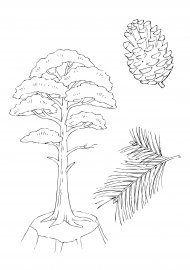 Сосна раскраска